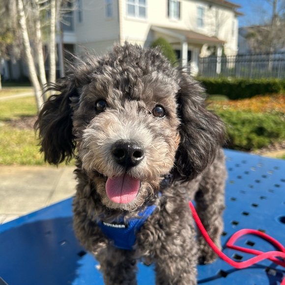 Meet your Posher, Stephanie - Picture 4 of 5